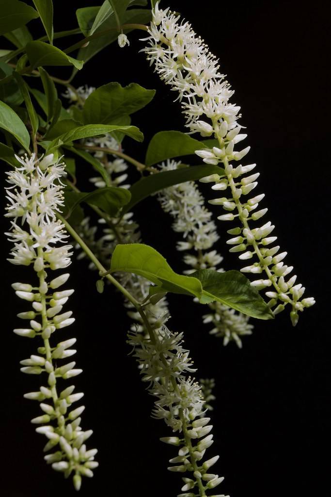 white elongated flowers, green stems, and green, smooth leaves