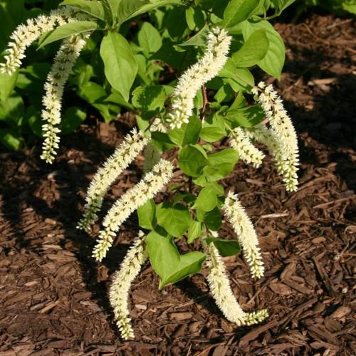Off-white flowers with buds, green leaves, beige stems, brown branches, yellow midrib, veins and blades.
