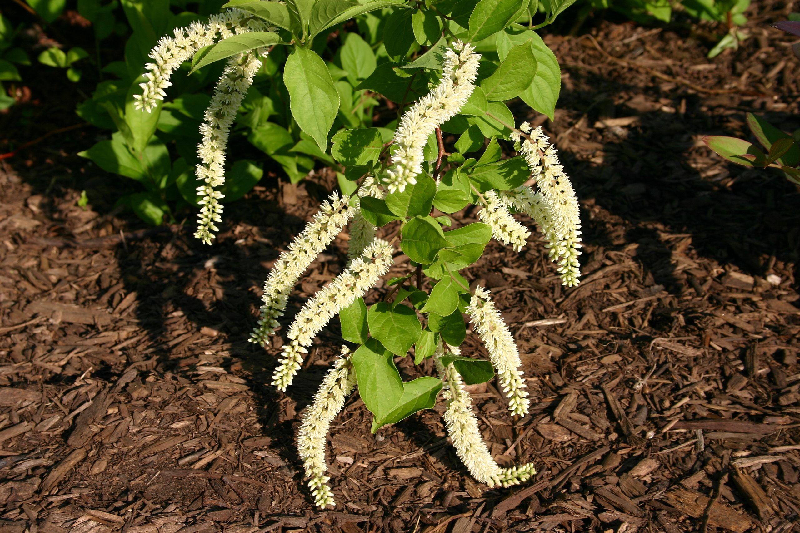 Off-white flowers with buds, green leaves, beige stems, brown branches, yellow midrib, veins and blades.