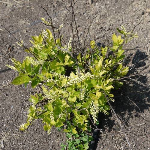 white, cob-like flowers with yellow-green, small leaves, and bushy gray stems