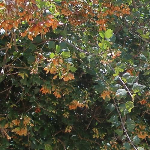 Sturdy gray-brown stems, gray-brown branches, full of maple shaped green leaves with brown seeds.