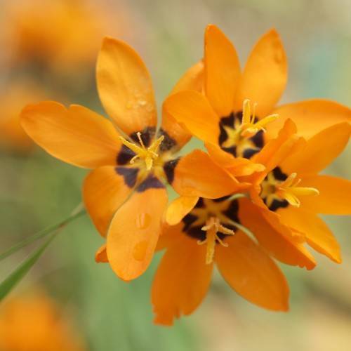 deep-orange-black flowers with orange stamens, and green stems