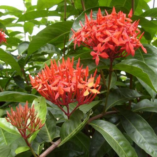 clusters of small, coral-red flowers with reddish-green stems, and smooth, elliptic, green leaves