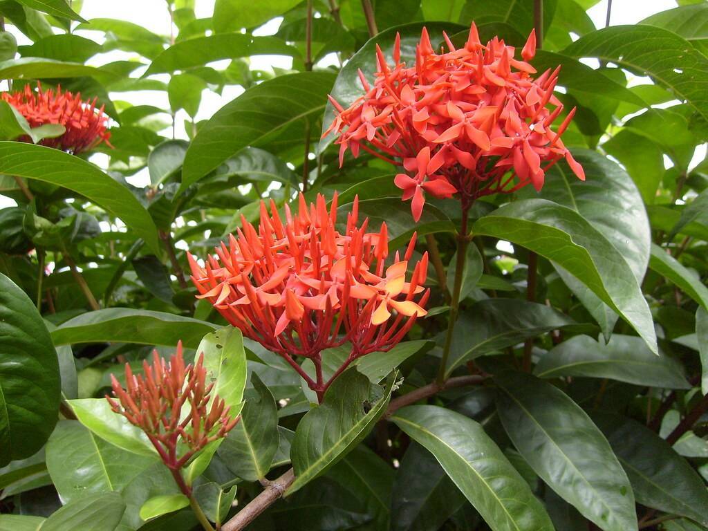 clusters of small, coral-red flowers with reddish-green stems, and smooth, elliptic, green leaves