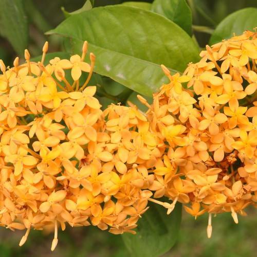 clusters of small, orange-yellow flowers with orange petioles, and smooth, elliptic, green leaves