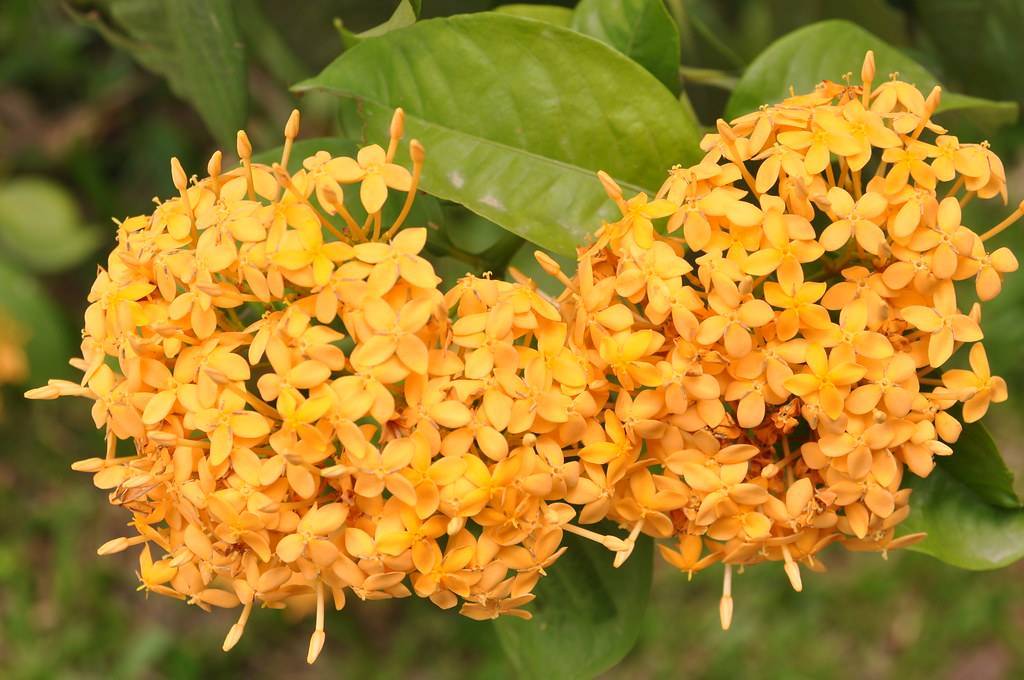 clusters of small, orange-yellow flowers with orange petioles, and smooth, elliptic, green leaves