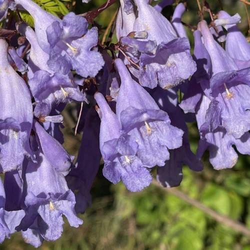 purple-blue, trumpet-like flowers with white stamens