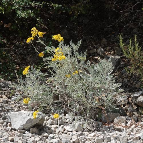 silver-yellow-green bush with yellow flowers, sliver-green leaves, and stems