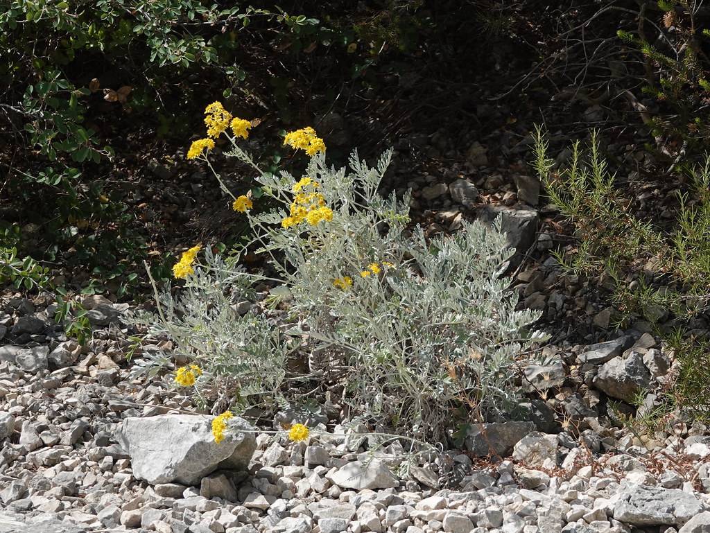 silver-yellow-green bush with yellow flowers, sliver-green leaves, and stems