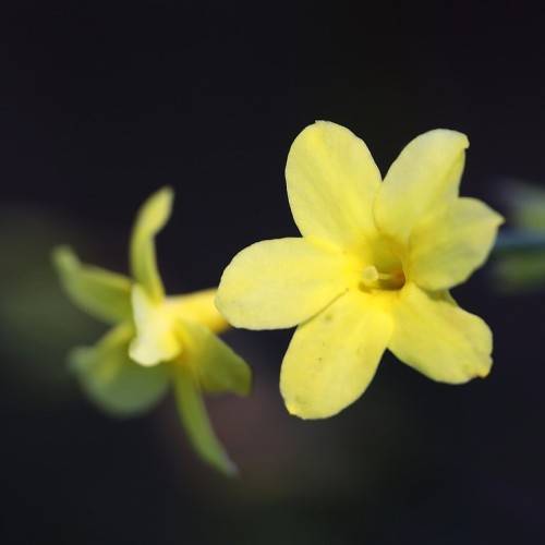 light-yellow flowers with light yellow stamens 
