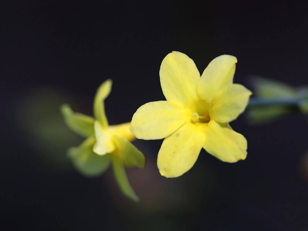 light-yellow flowers with light yellow stamens 