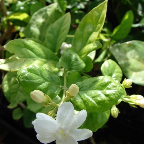 white-colored flower with white buds, green stems, and shiny, green, oval leaves