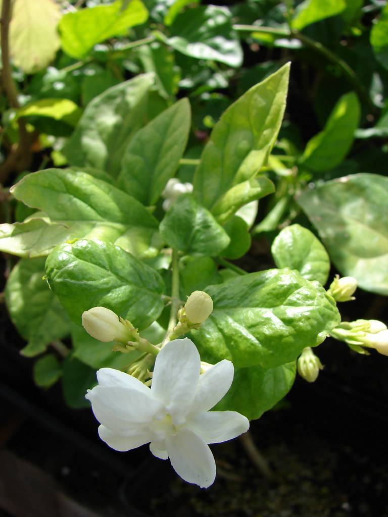 white-colored flower with white buds, green stems, and shiny, green, oval leaves
