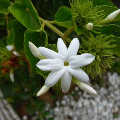 White flower with off-white buds, green leaves and foliage, lime-yellow stems and branches, yellow midrib, veins and blades