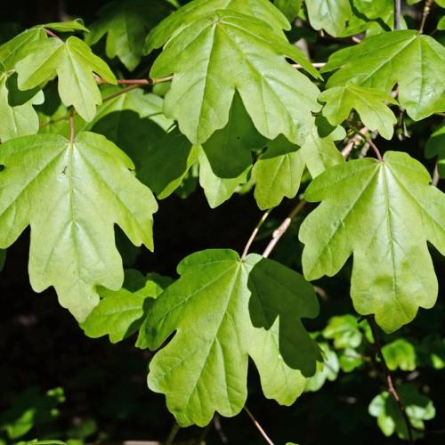 Maple-shaped elegant green leaves growing on brown-white stems.