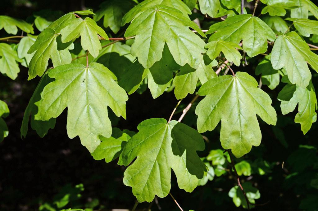 Maple-shaped elegant green leaves growing on brown-white stems.