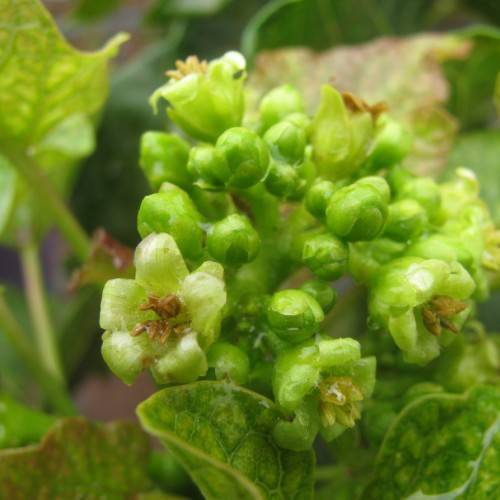 cluster of green flowers and green buds along green stem and leaves