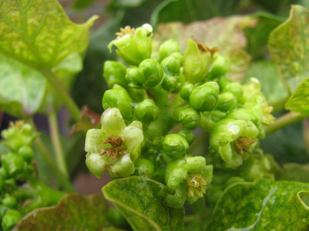 cluster of green flowers and green buds along green stem and leaves