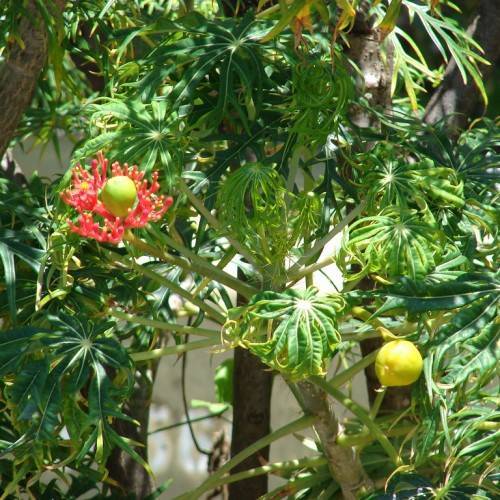large, palmate, deeply lobed, green leaves, green stems, clusters of coral-red flowers, and yellow-colored lemon-like fruits with brown-cream branches and trunk