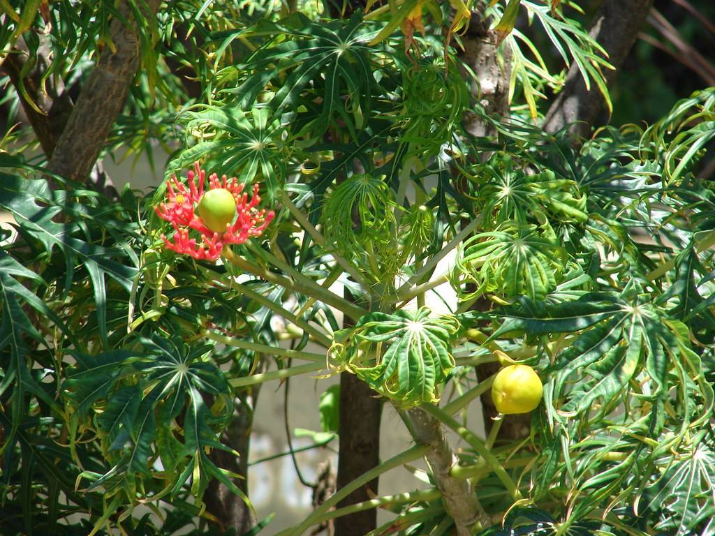 large, palmate, deeply lobed, green leaves, green stems, clusters of coral-red flowers, and yellow-colored lemon-like fruits with brown-cream branches and trunk