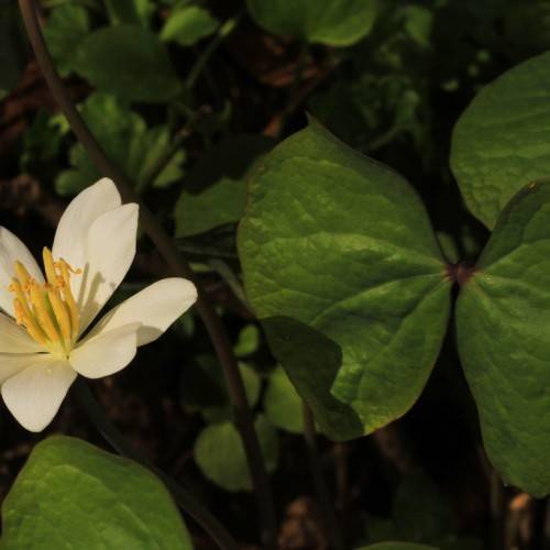 white, star-shaped flower with yellow stamens, green, rounded leaves, and reddish-green stems