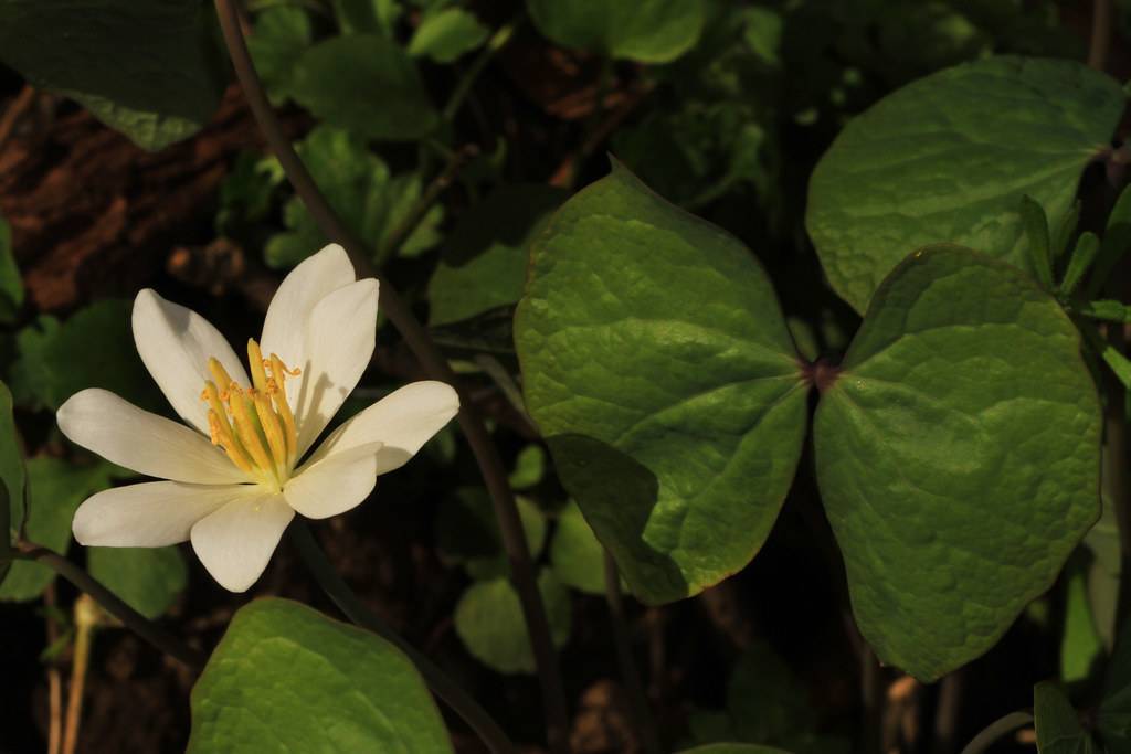 white, star-shaped flower with yellow stamens, green, rounded leaves, and reddish-green stems