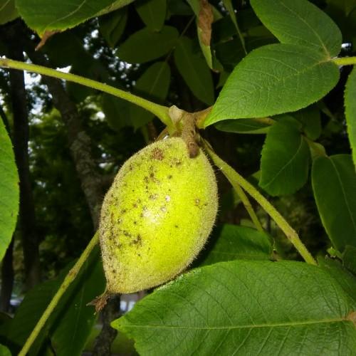 Lime-brown fruit with lime stems, yellow midrib and veins, green leaves.