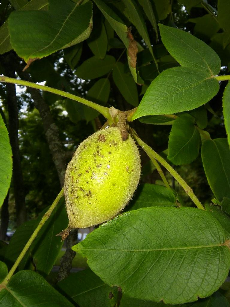 Lime-brown fruit with lime stems,  yellow midrib and veins,  green leaves.