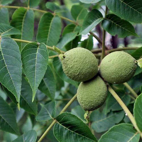green-colored, spherical, rough fruits with green leaves and green-brown stems