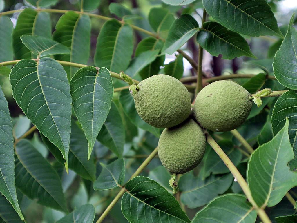 green-colored, spherical, rough fruits with green leaves and green-brown stems
