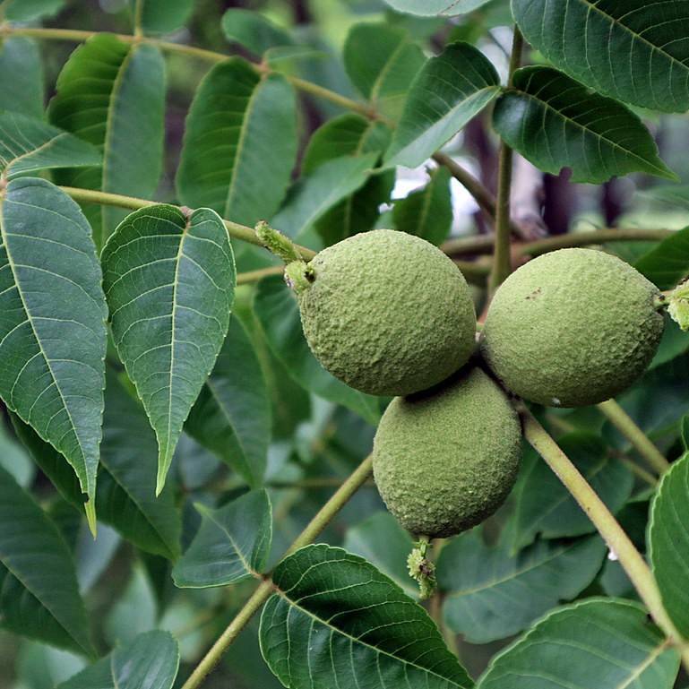 Black Walnut Image
