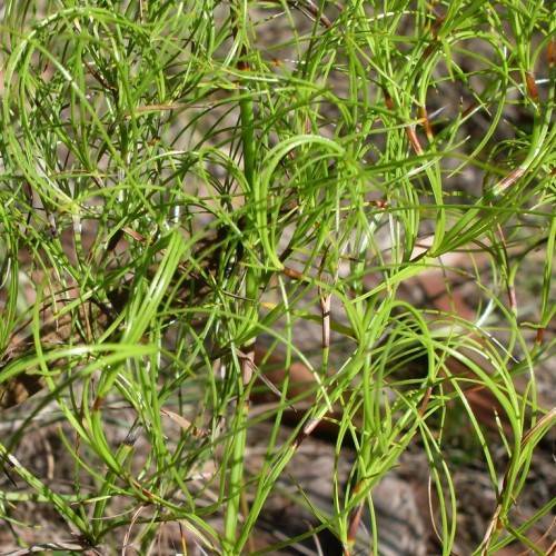 lime-green foliage and stems