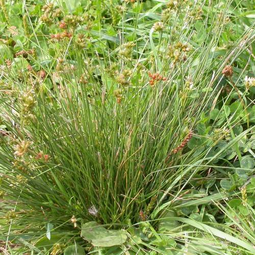 slender, cylindrical, green stems and small clusters of brown spikelet, green, grass-like leaves