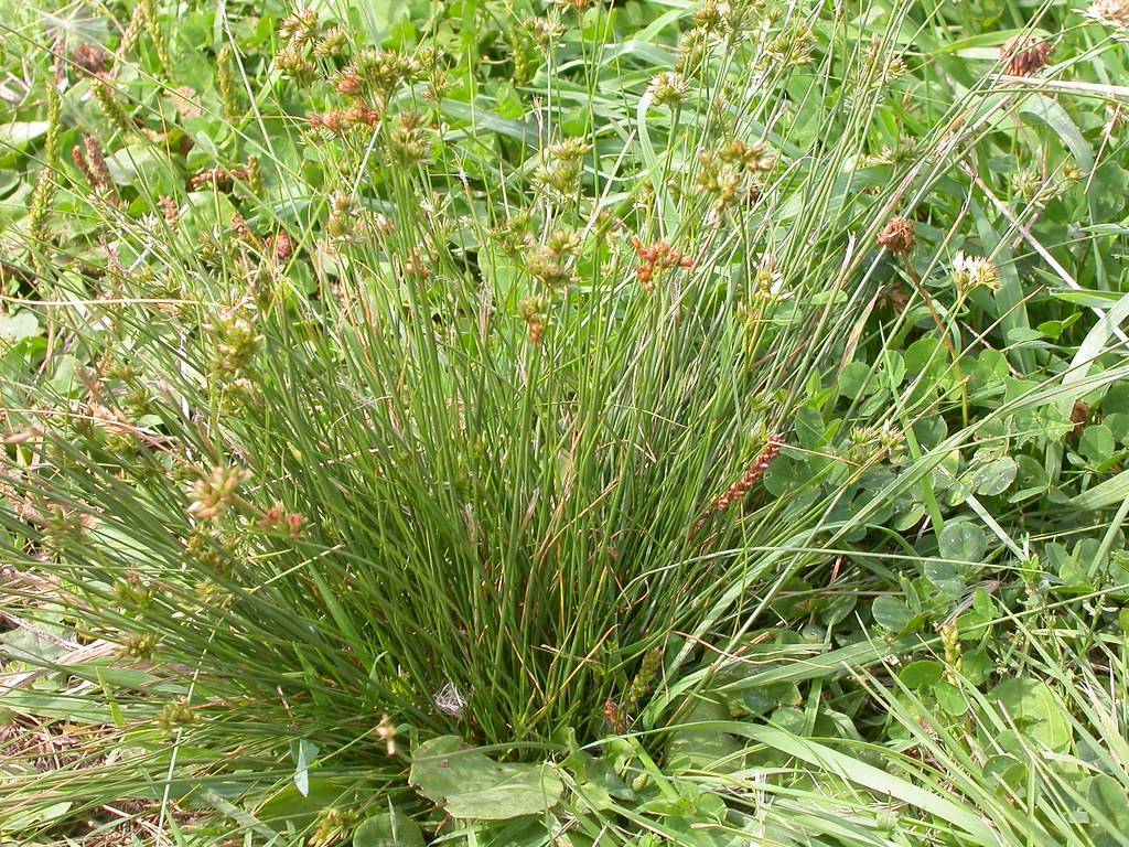slender, cylindrical, green stems and small clusters of brown spikelet, green, grass-like leaves