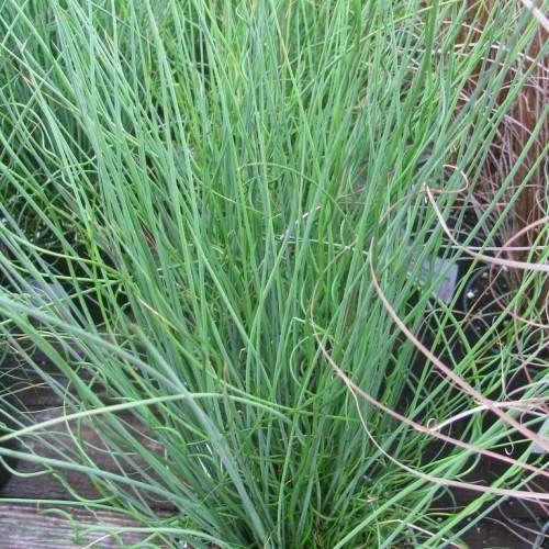 cylindrical, grass-like, green, long leaves