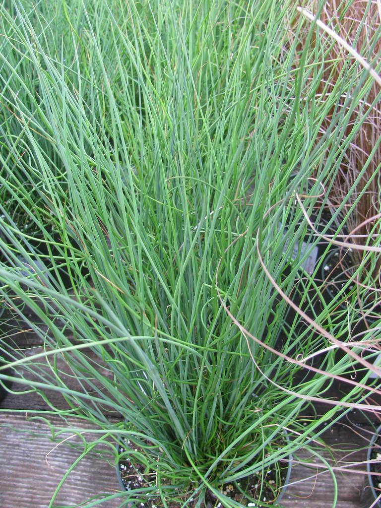 cylindrical, grass-like, green, long leaves