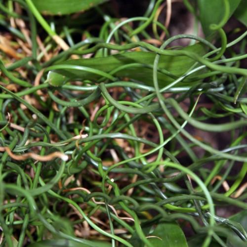 green-brown leaves and stems