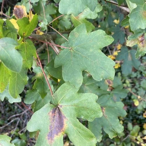 Maple-shaped green leaves with black spots, growing out of red stems with brown branch.