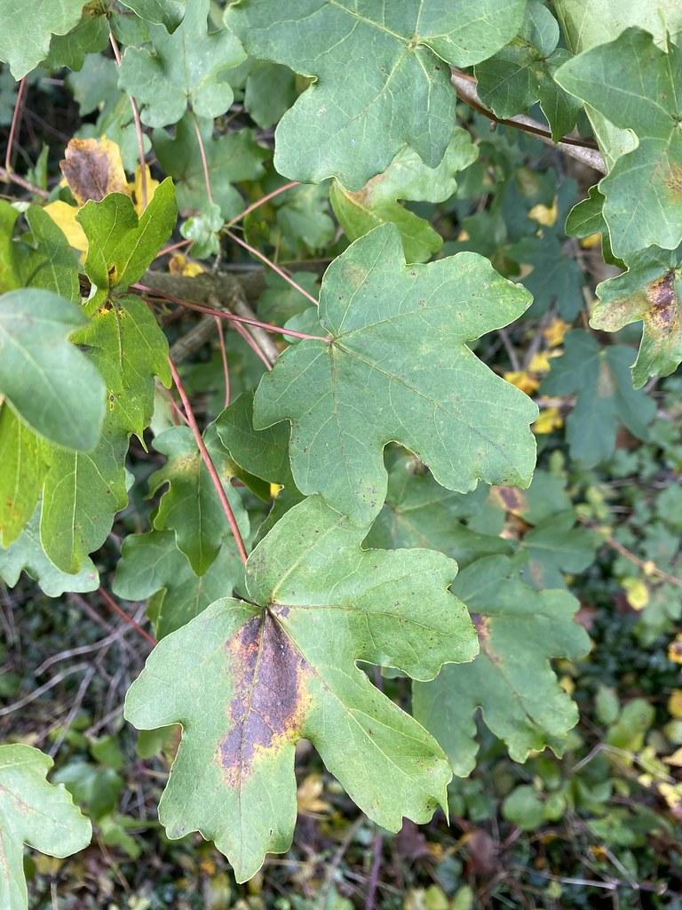 Maple-shaped green leaves with black spots, growing out of red stems with brown branch. 