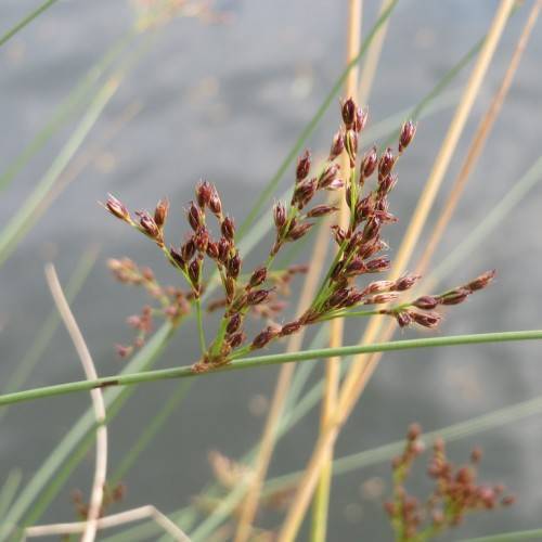 slender, erect, green stems with clusters of small, red-brown spikelet