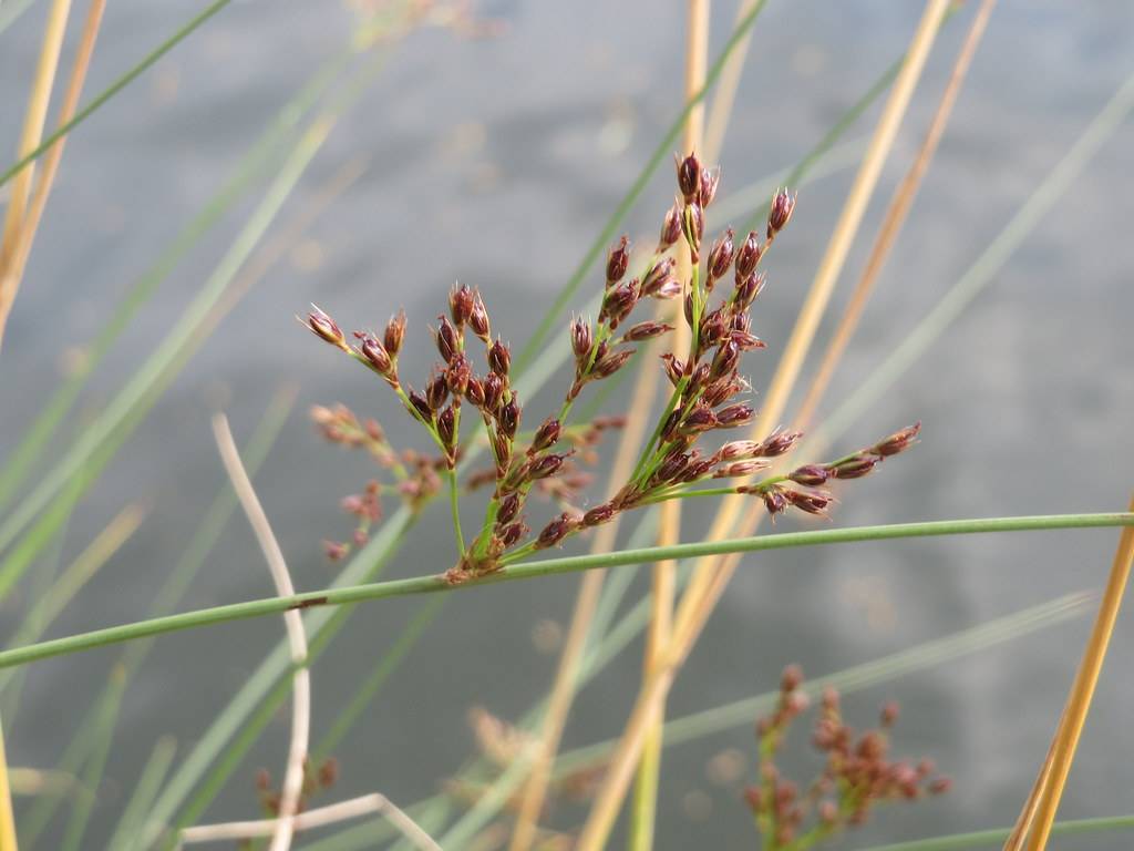 slender, erect, green stems with clusters of small, red-brown spikelet