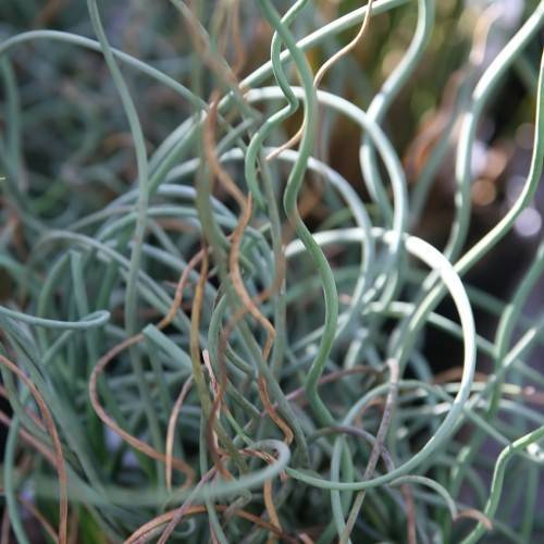 green-brown foliage
