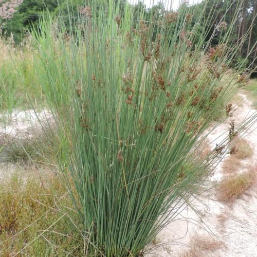 Brown spikelets with green stems and foliage