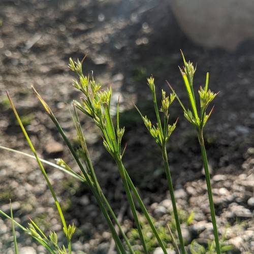 slender, erect, green stems with clusters of small, green-yellow spikelet