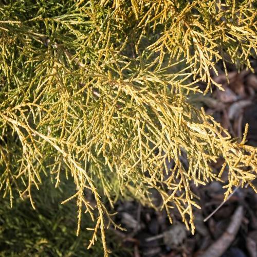 dense, scaly, golden-green foliage and brown stem