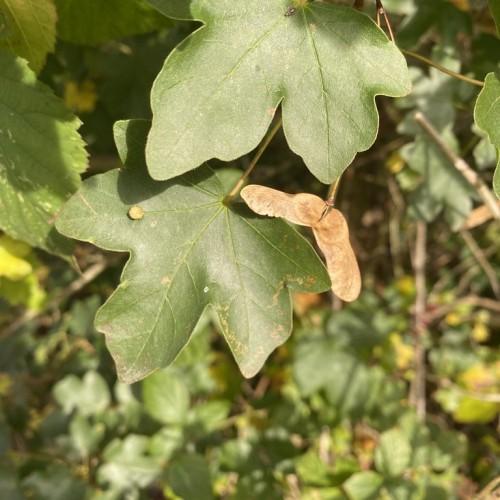 Maple-shaped green color leaves with brown stem and brown trunk.