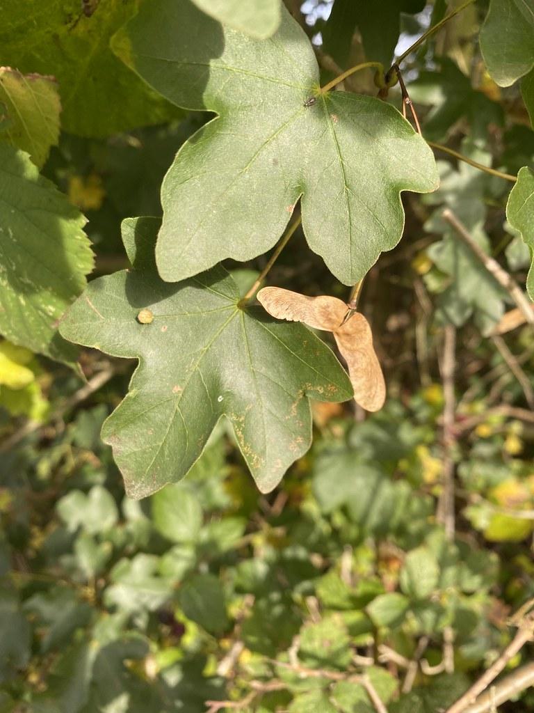 Maple-shaped green color leaves with brown stem and brown trunk.