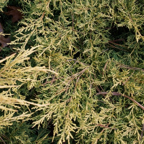 Green leaves with beige-burgundy stems and burgundy-brown branches.