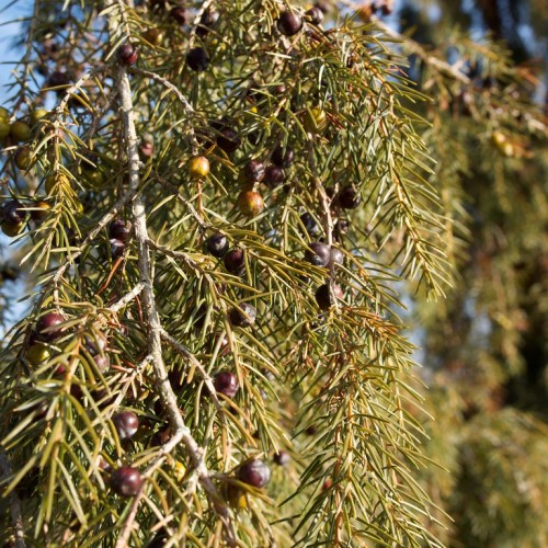 Maroon-brown fruits with lime-green leaves, beige stems and gray branches.