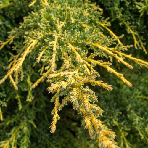 Lime-yellow foliage with yellow spikelets.